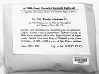 Poria sinuosa image
